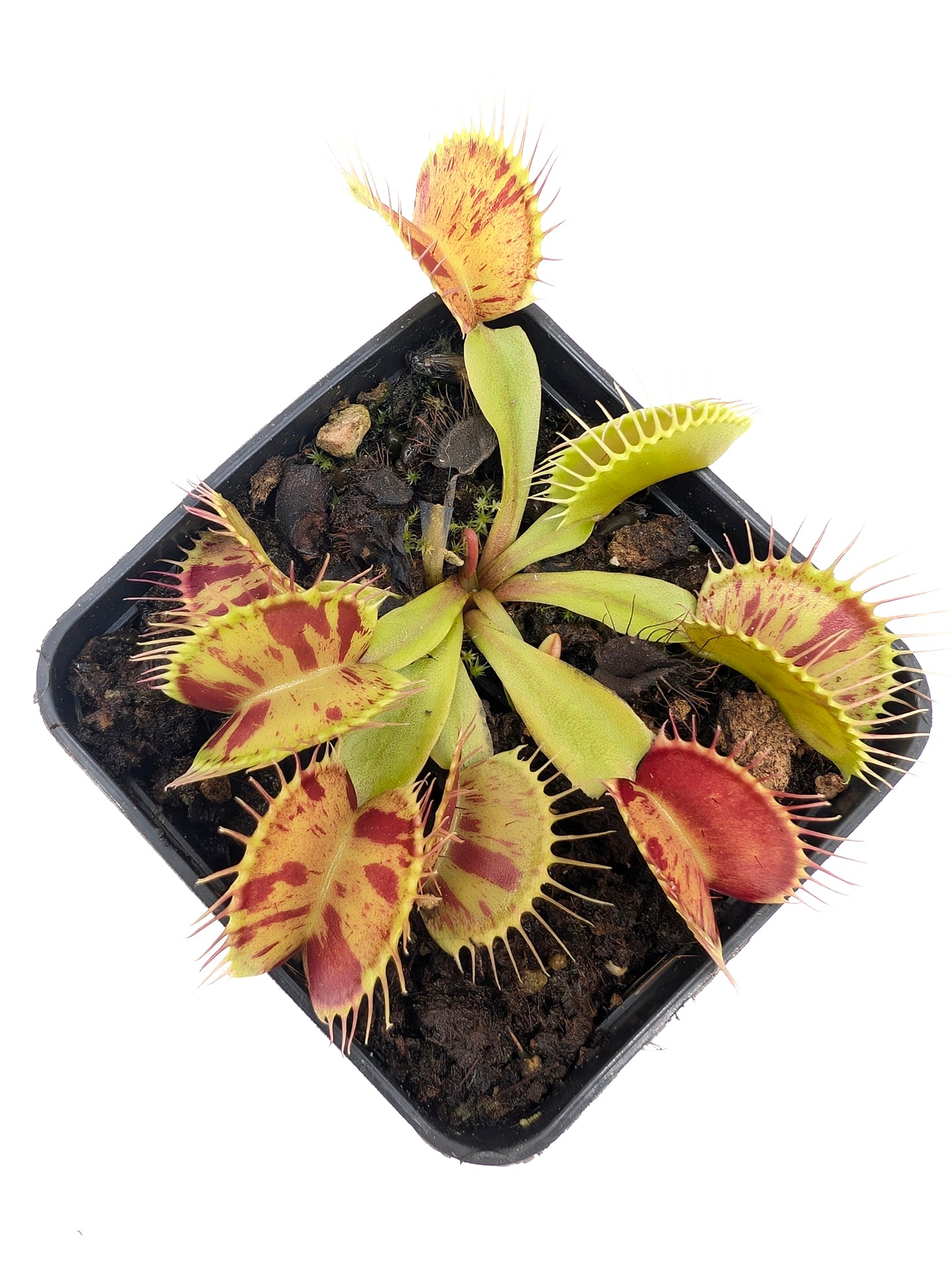Dionaea muscipula  Patches