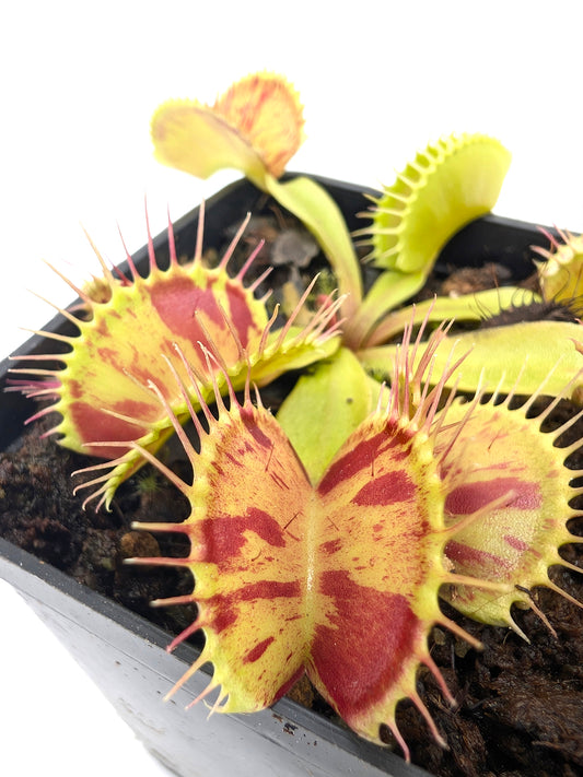 Dionaea muscipula  Patches