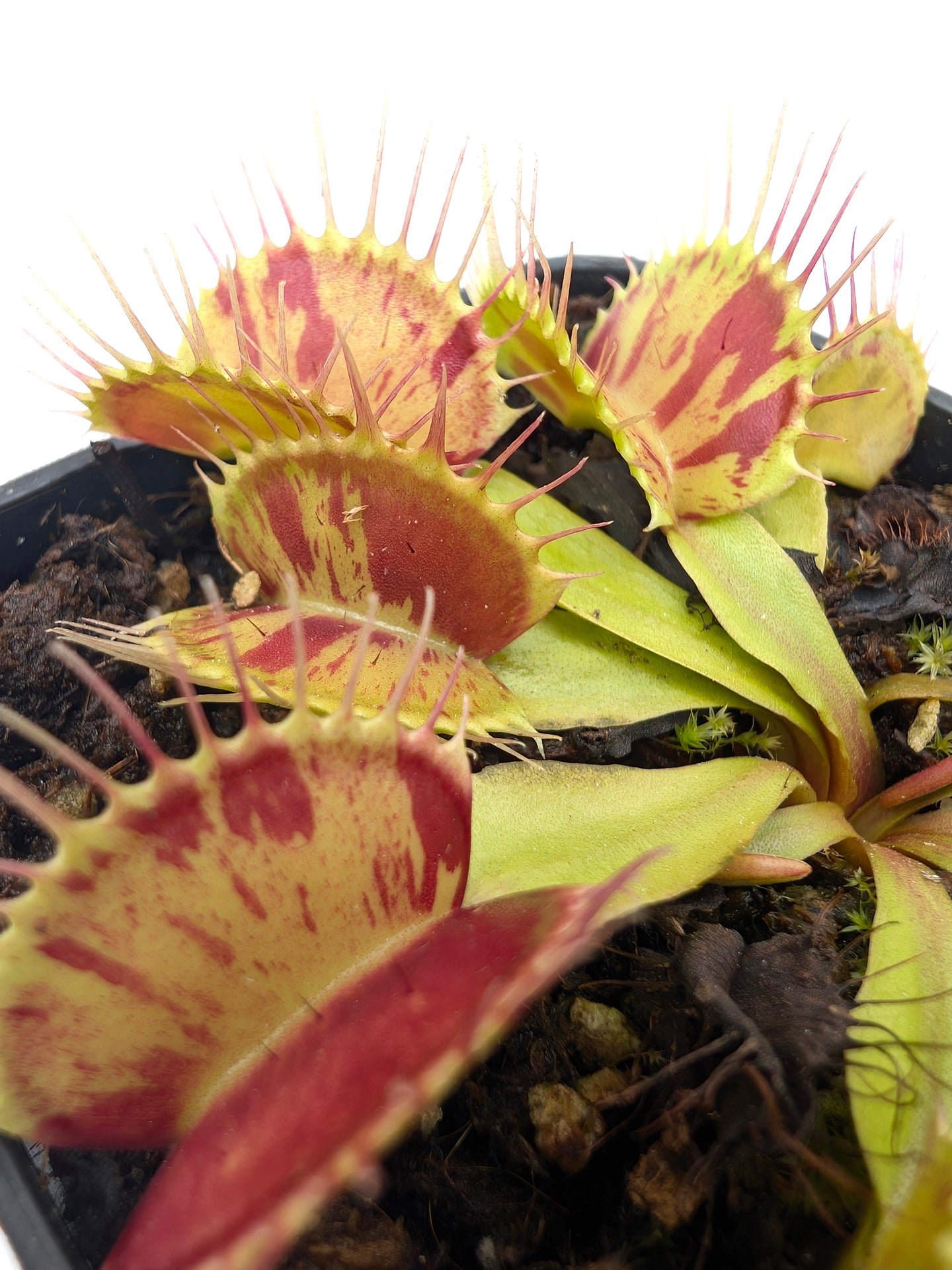 Dionaea muscipula  Patches