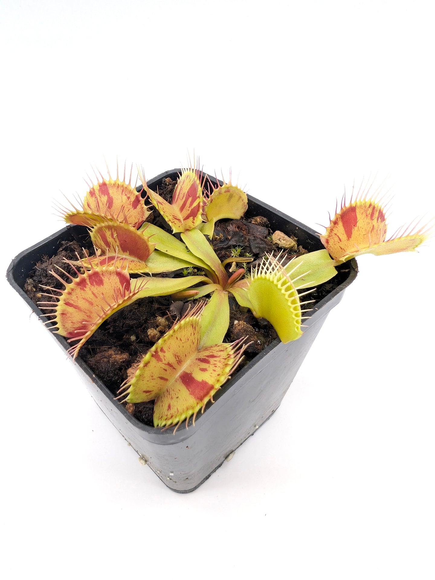 Dionaea muscipula  Patches