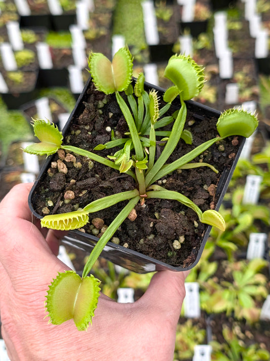 Dionaea muscipula „Payara“