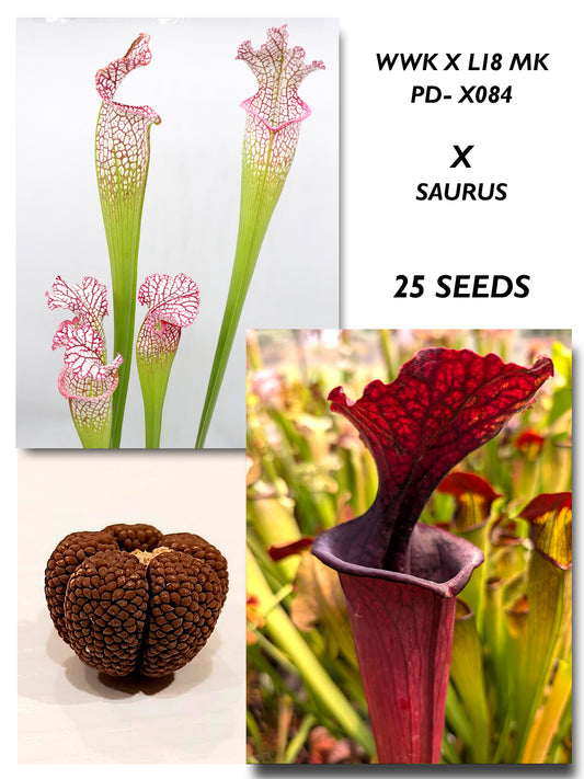 SARRACENIA (WWK X L18 MK) PD-084 X SAURUS