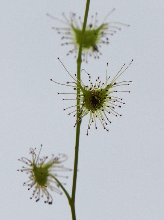 Drosera bicolor