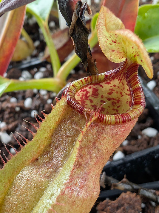Nepenthes peltata   Mount Hamiguitan, Mindanao, Philippines