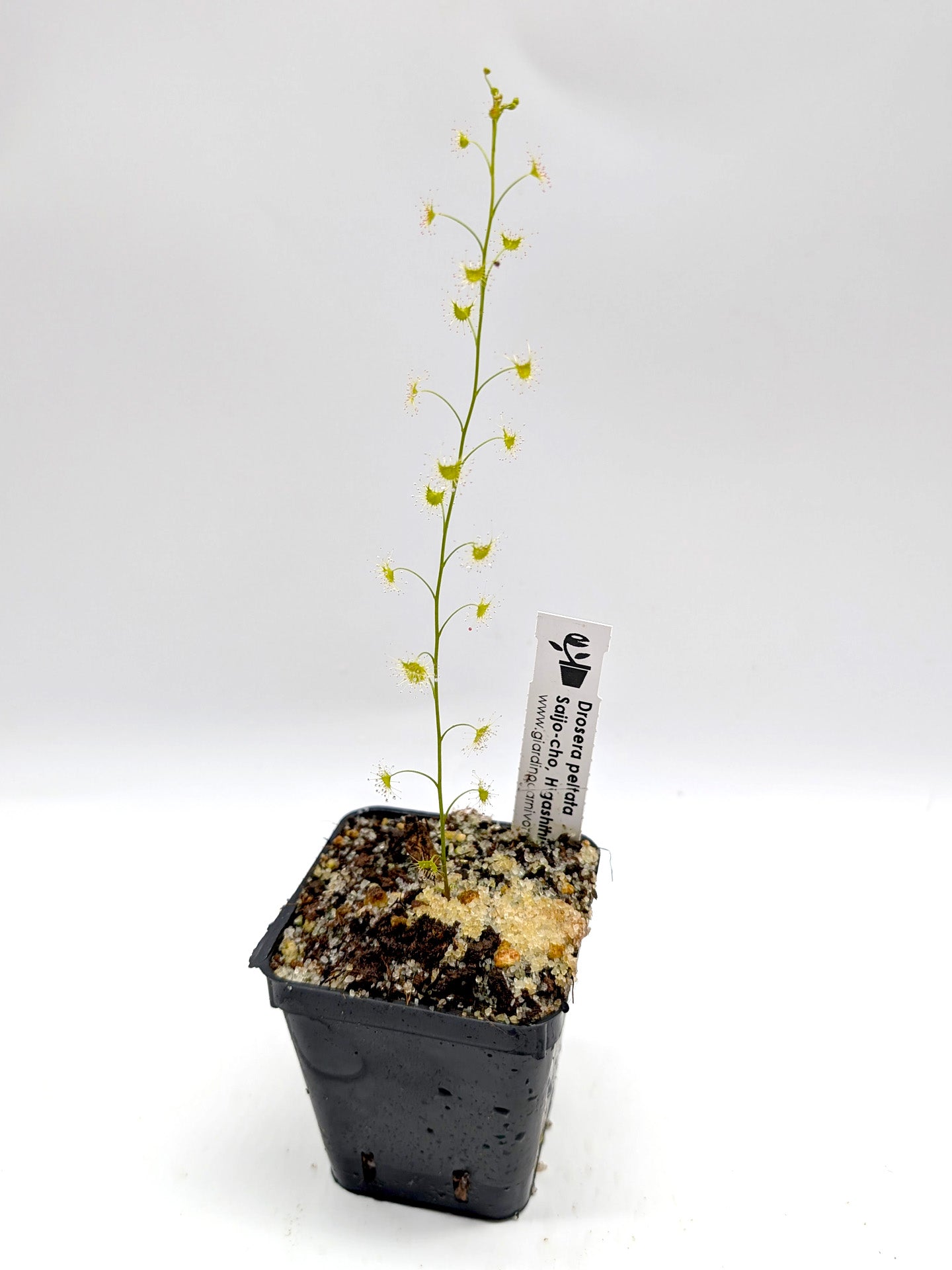 Drosera peltata Saijo-Cho, Higashihiroshima, Japan