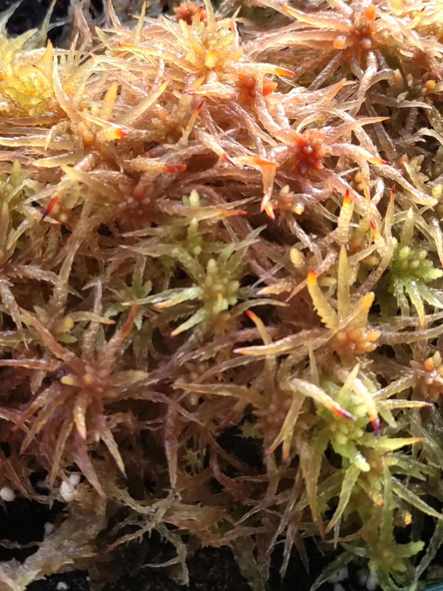 Sfagno vivo : Sphagnum perichaetiale