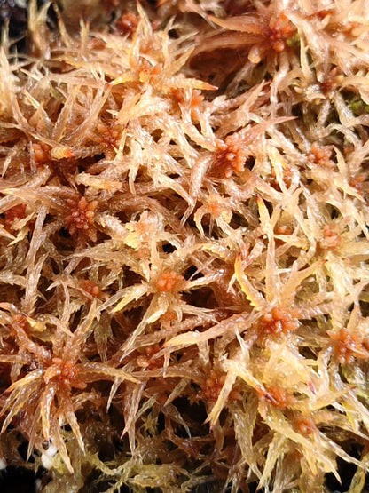 Sfagno vivo : Sphagnum perichaetiale