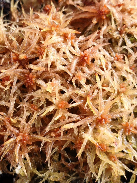 Sfagno vivo : Sphagnum perichaetiale