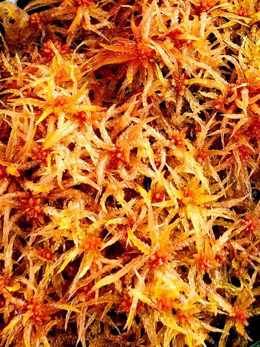 Lebendes Torfmoos: Sphagnum perichaetiale