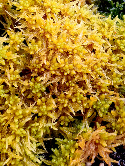 Live sphagnum : Sphagnum perichaetiale var. tabuleirense Florida, USA