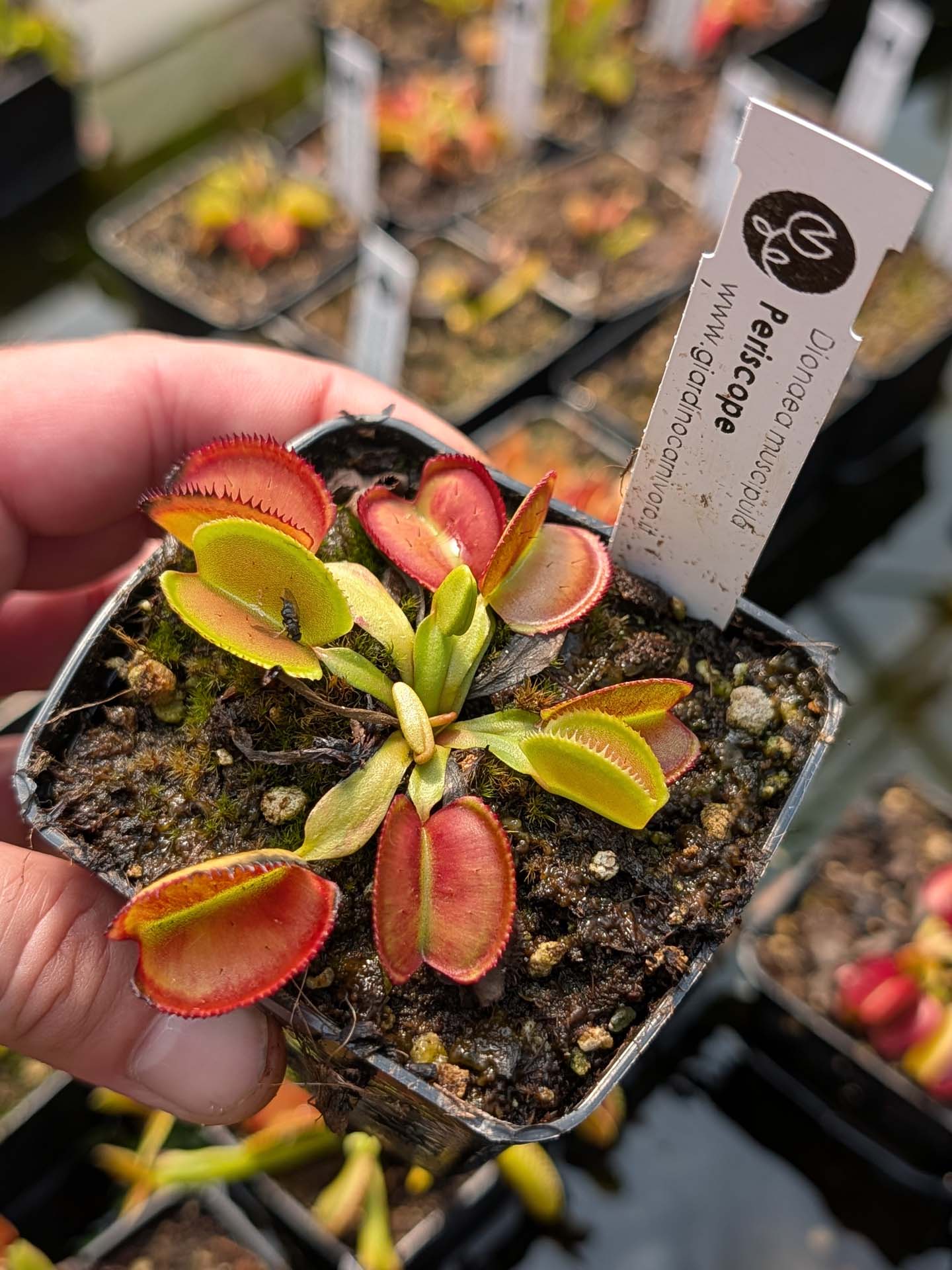Dionaea muscipula  Periscope