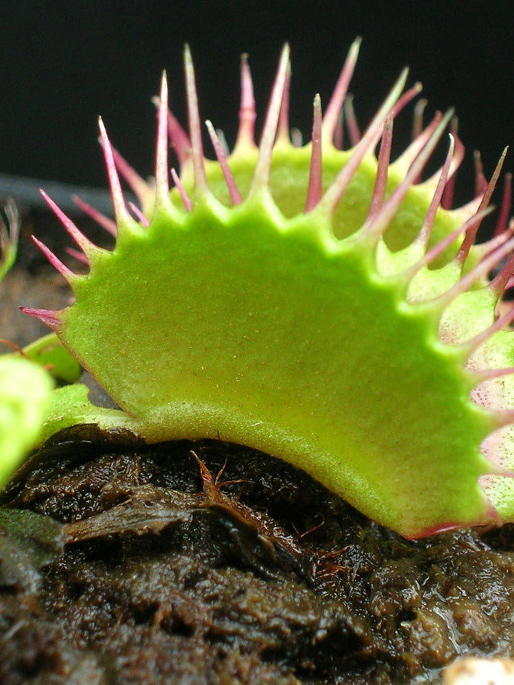 Dionaea muscipula  Pet teeth