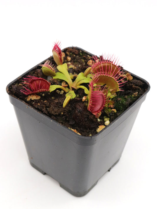 Dionaea muscipula  Phalanx