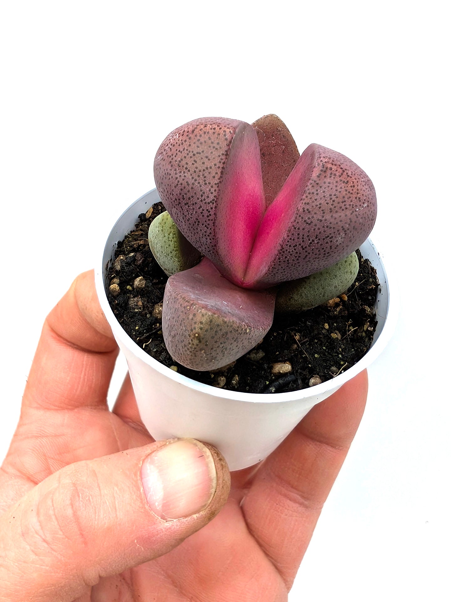 Pleiospilos "Royal Flush"