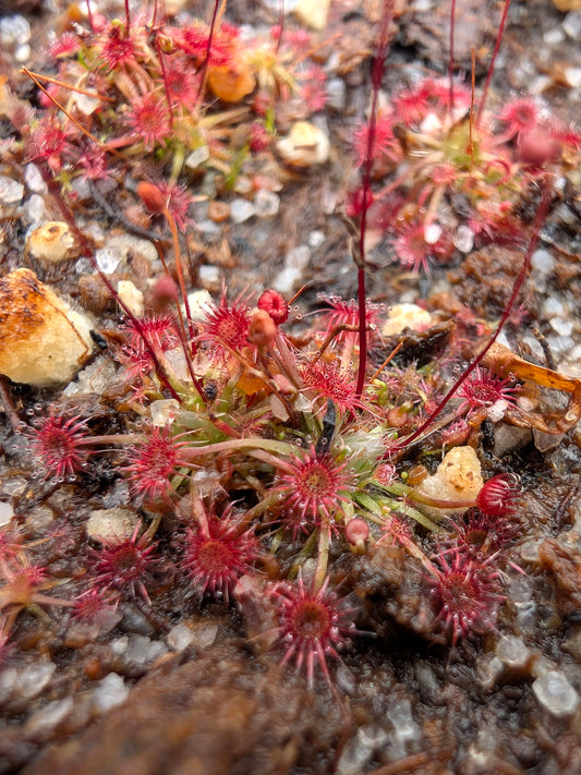 Drosera pigmea Broadwater