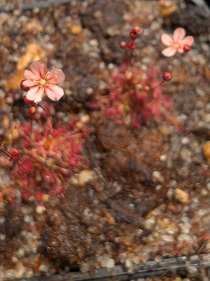 Drosera pigmea Broadwater
