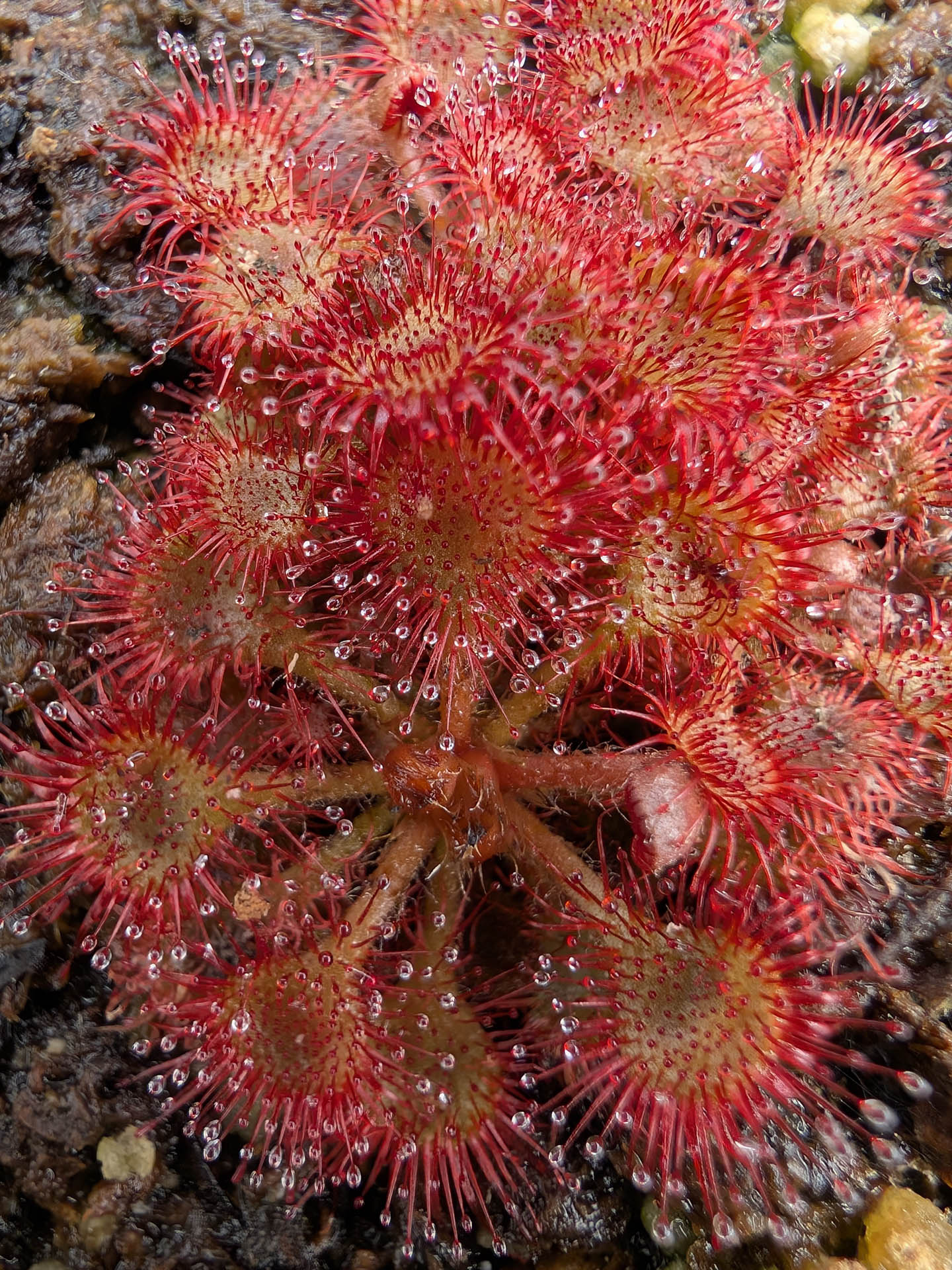 Drosera pilosa Große Form, Sambia