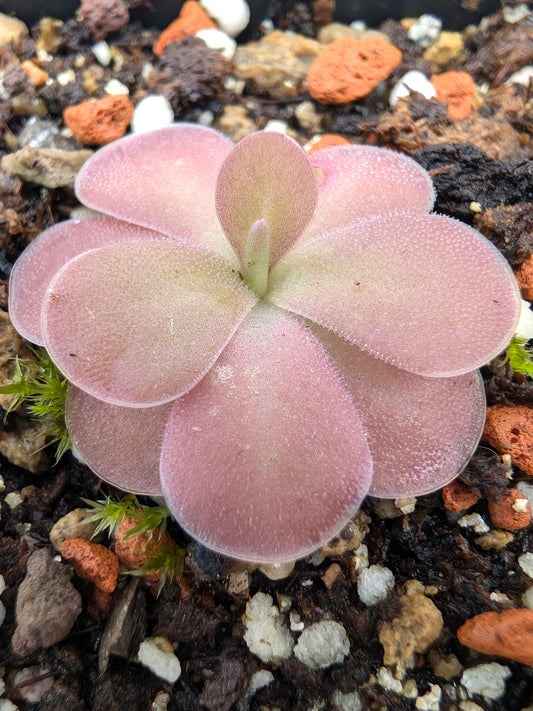 Pinguicula 'Johanna'