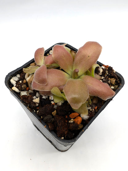 Pinguicula Lebenslauf 'Marciano'