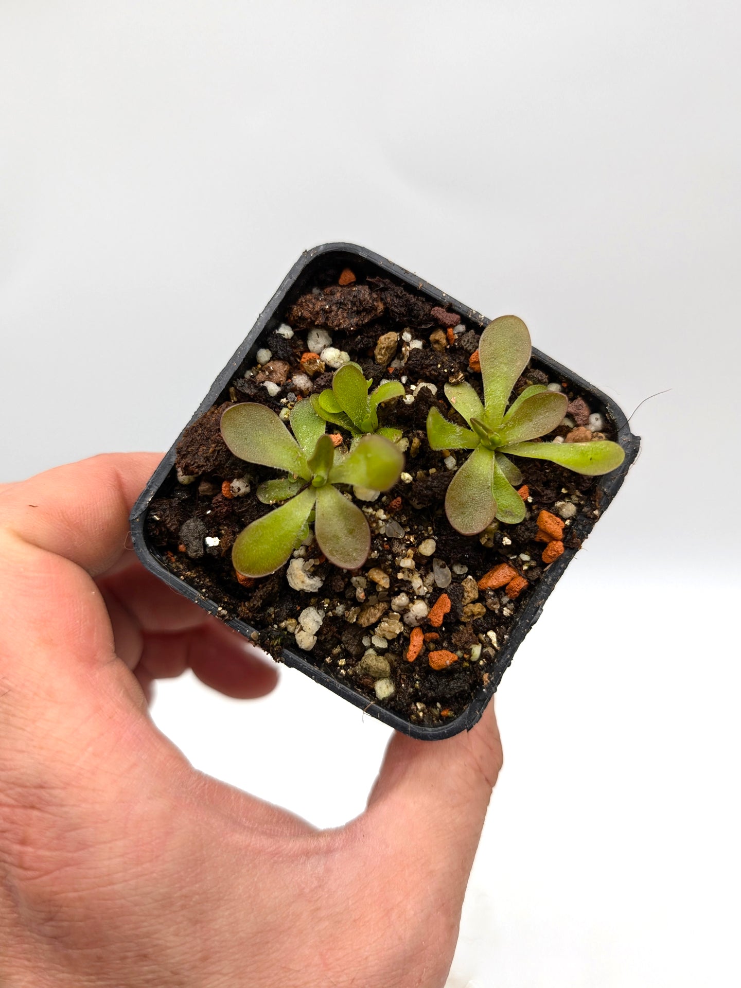 40) Pacchetto Di Sarracenia Semi 2018, piante carnivore Rare 40) Pacchetto Di Sarracenia Semi 2018, piante carnivore Rare