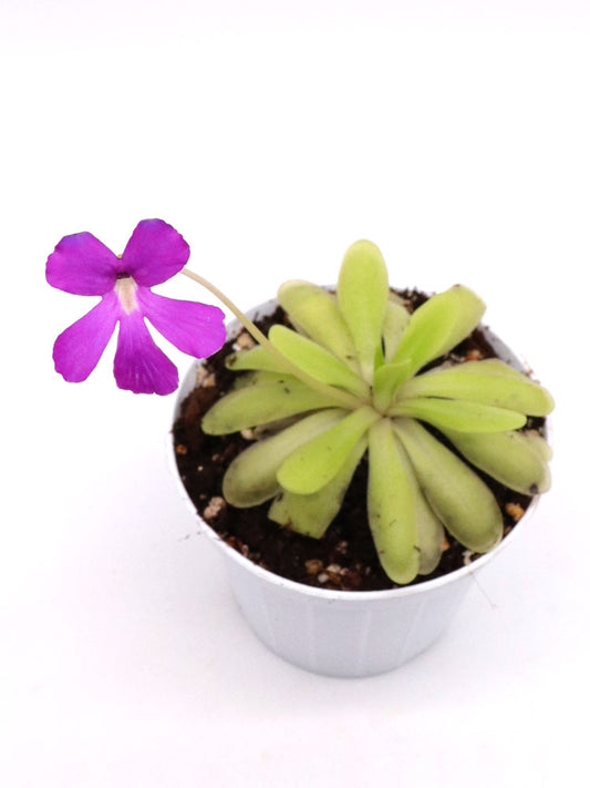 Pinguicula x „Anna“