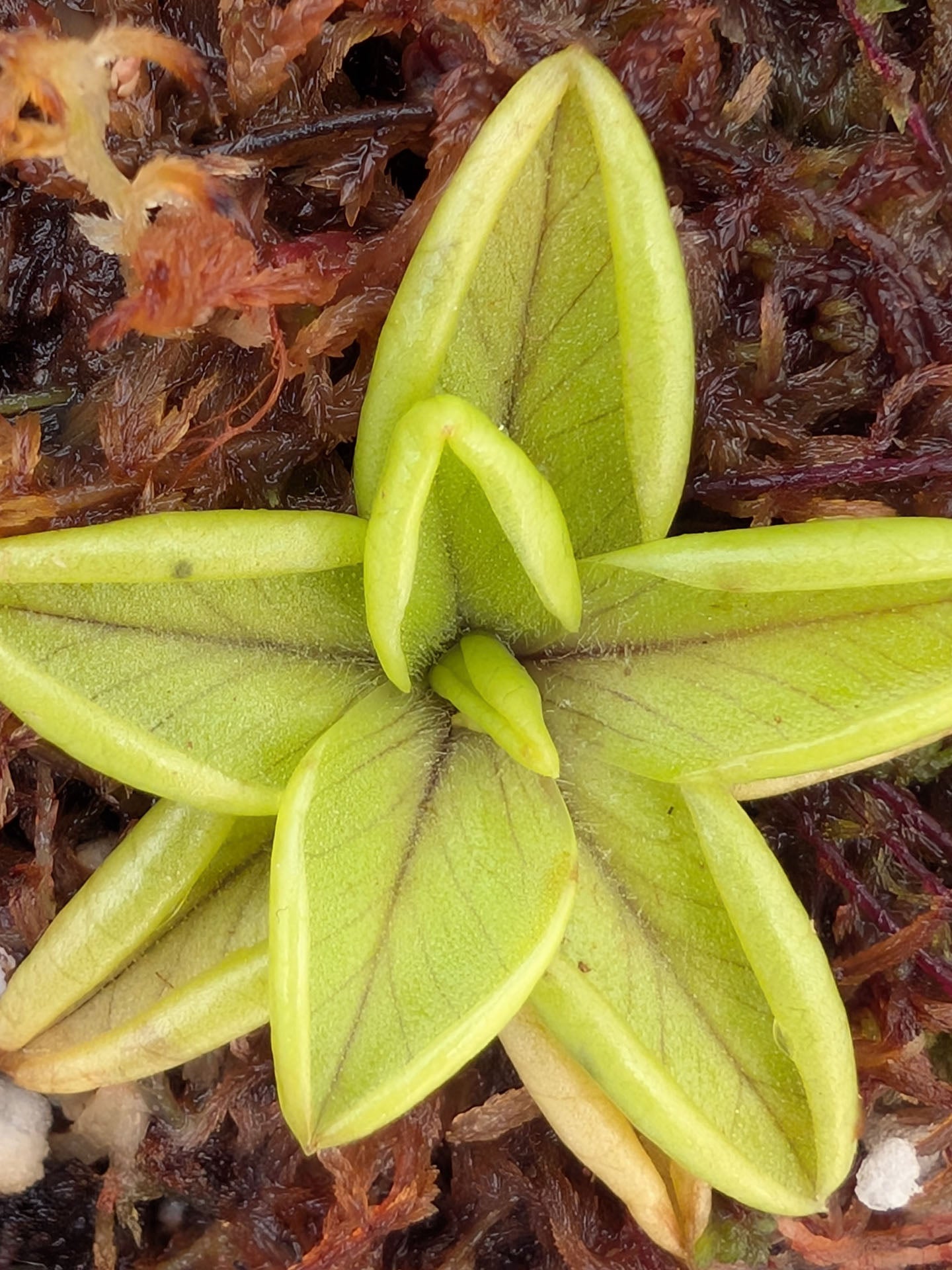 Pinguicula antarctica Rio Piello, Fundo Lenca, Los Lagos, Chile