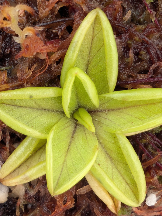 Pinguicula antarctica Rio Piello, Fundo Lenca, Los Lagos, Chile