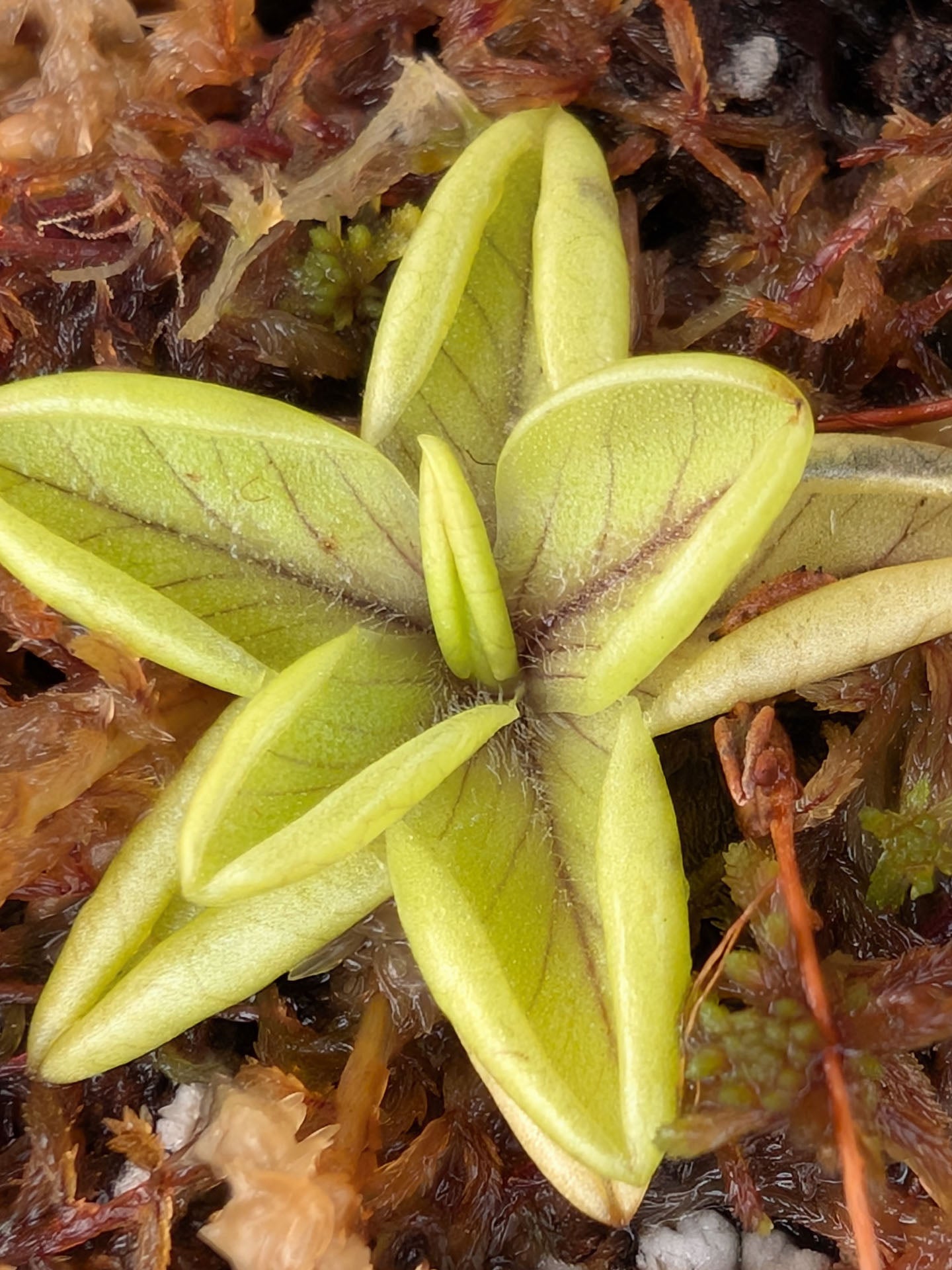 Pinguicula antarctica Rio Piello, Fundo Lenca, Los Lagos, Chile