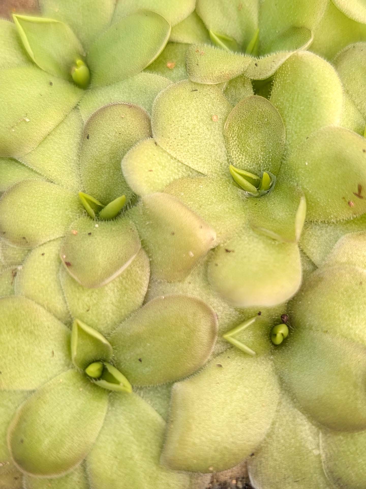 Pinguicula colimensis x cyclosecta
