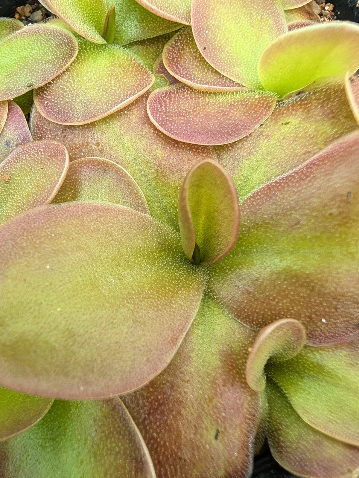 Pinguicula colimensis x moranensis