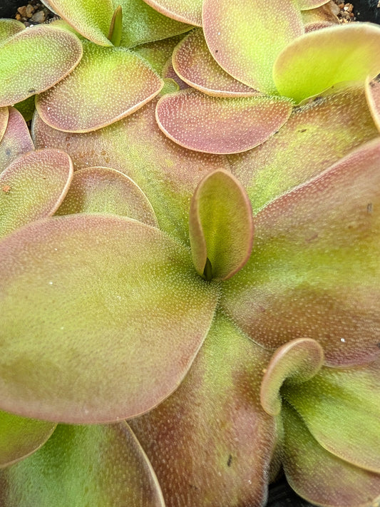 Pinguicula colimensis x moranensis 
