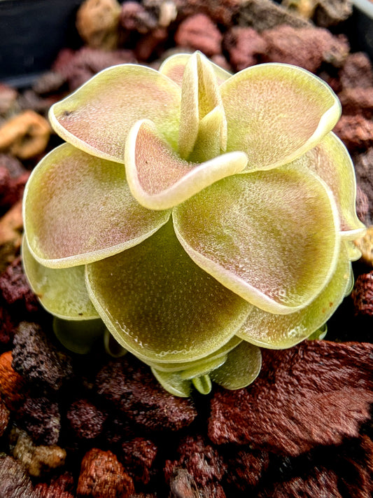 Pinguicula jaumavensis