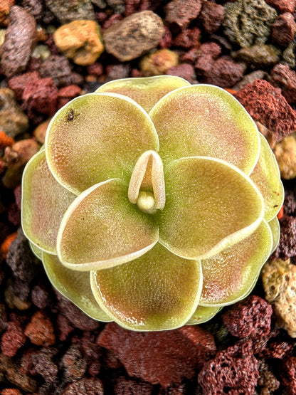 Pinguicula jaumavensis