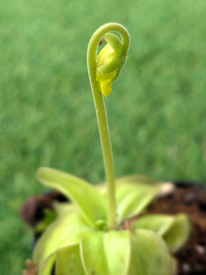 Pinguicula lutea Liberty Co. Florida