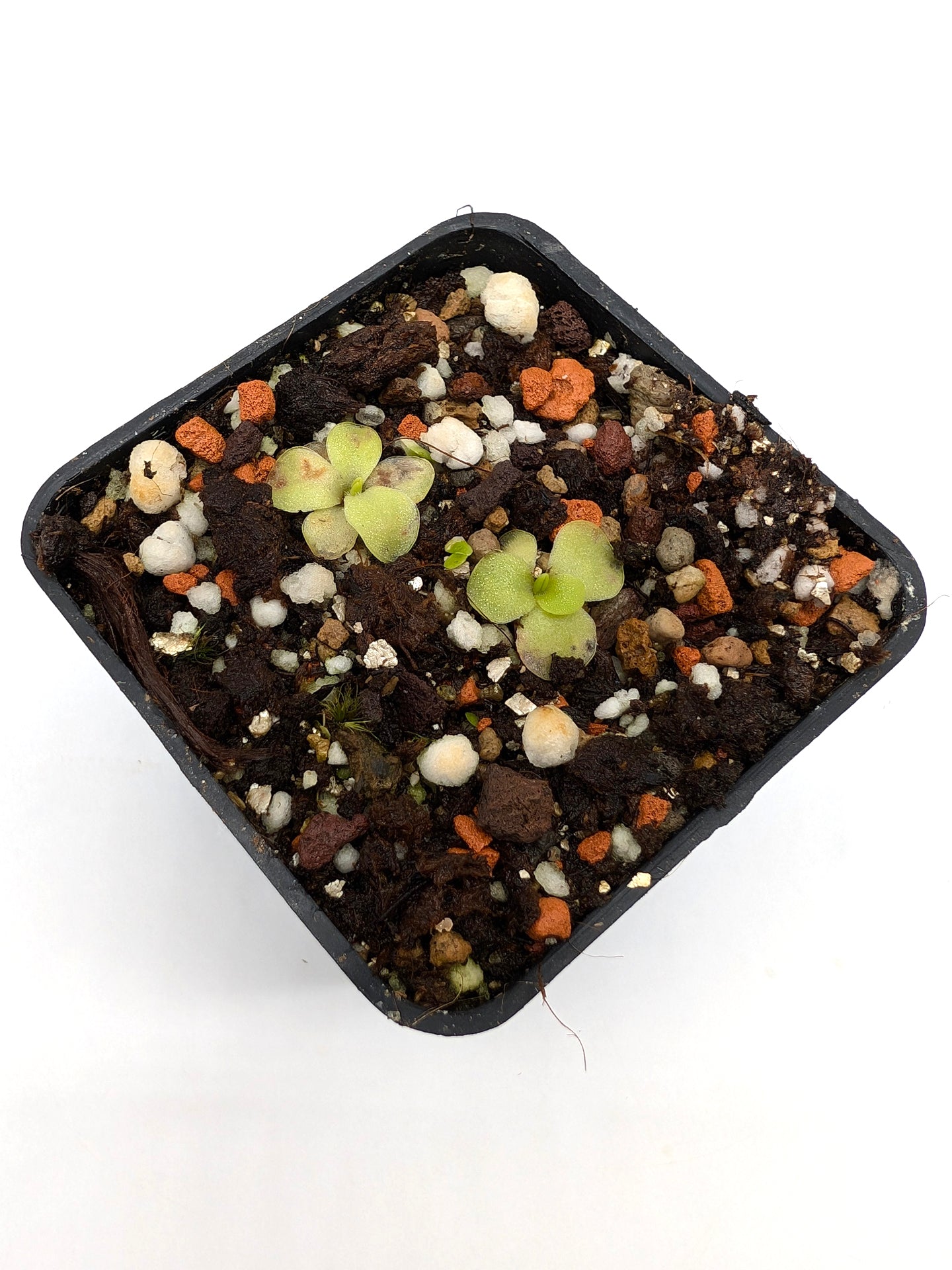 Pinguicula mirandae Stan Lampard Klon