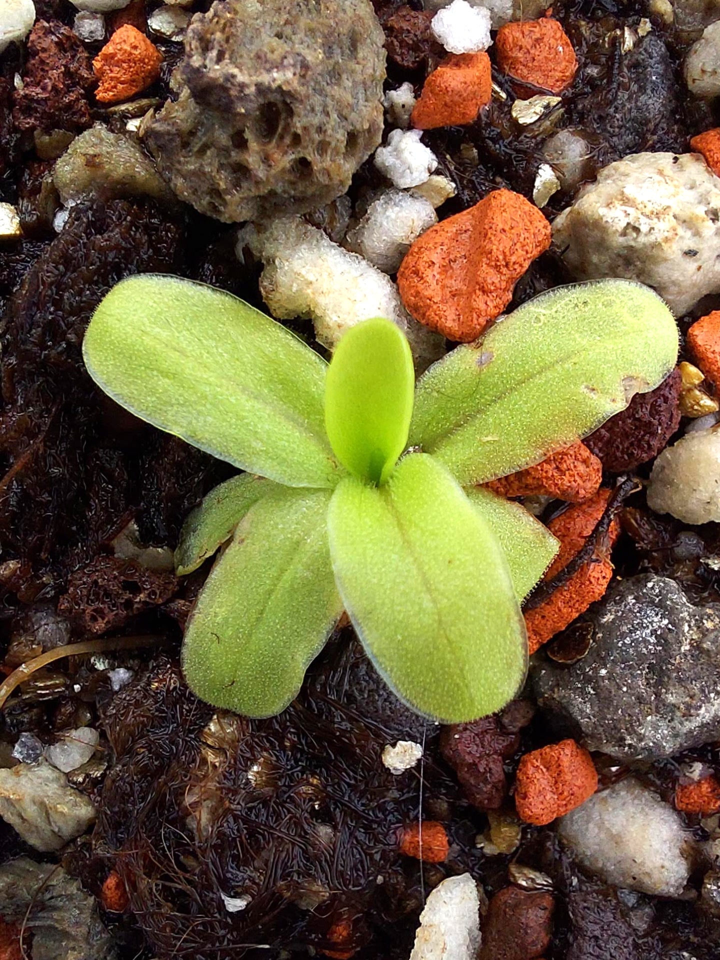 Pinguicula saetabensis El Cantalar, Sierra de Enguera, Valencia, Spain