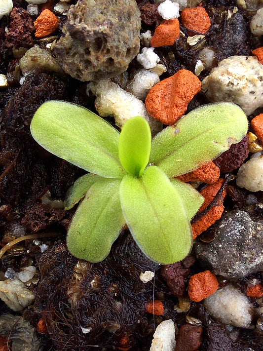 Pinguicula saetabensis El Cantalar, Sierra de Enguera, Valencia, Spain