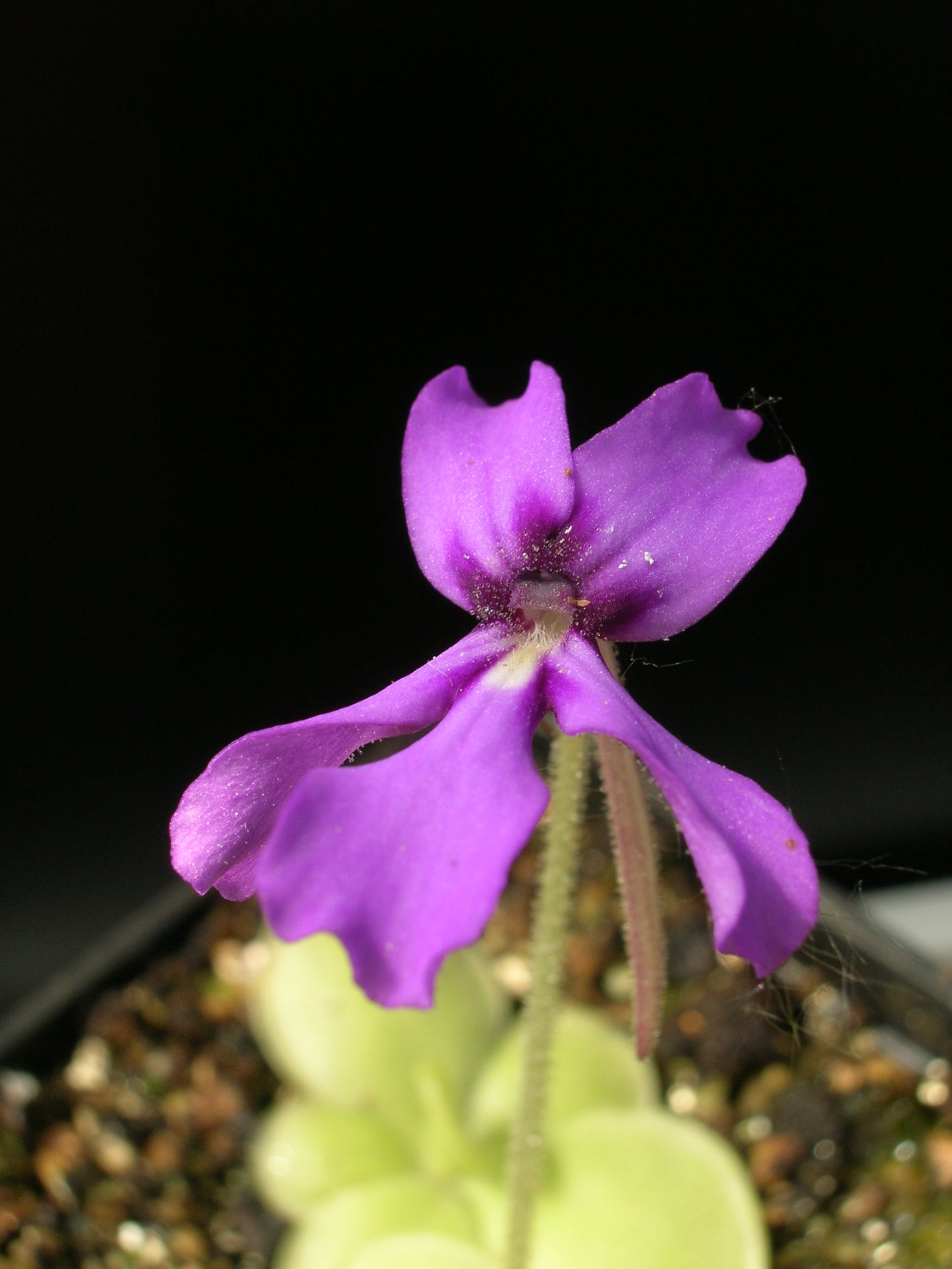 Pinguicula moranensis sp. Huahuapan