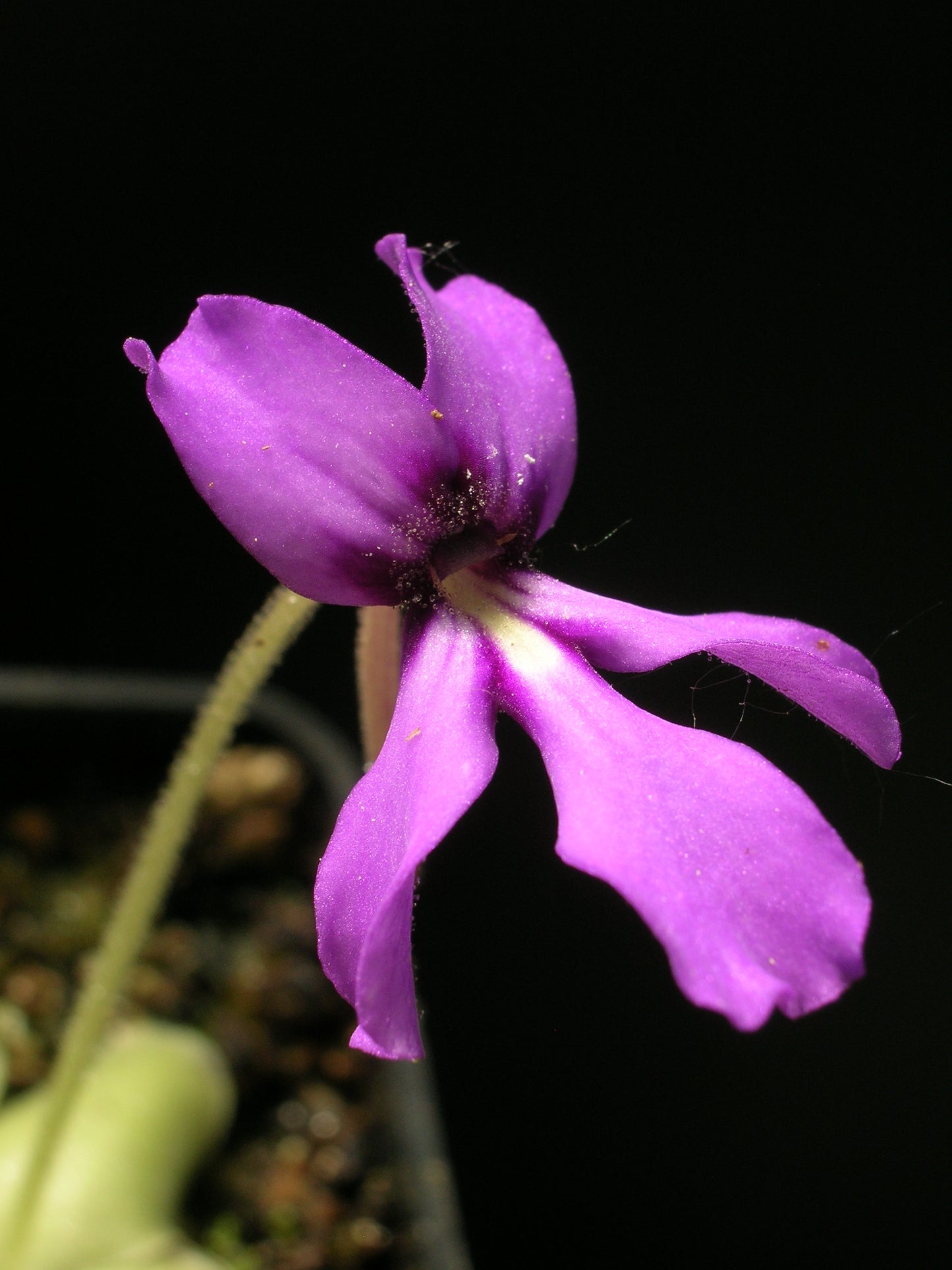 Pinguicula moranensis sp. Huahuapan