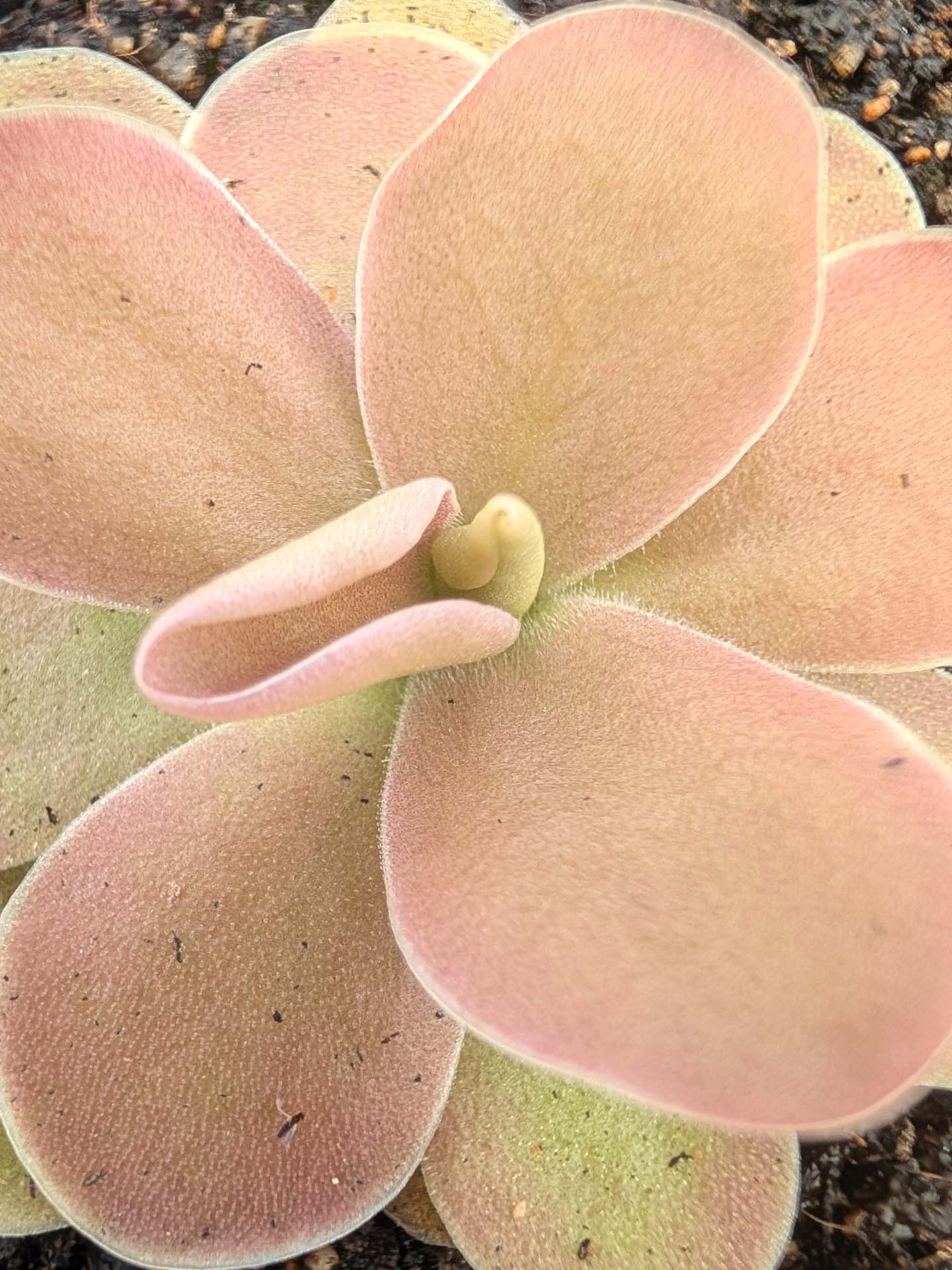 Pinguicula gigantea x ehlersiae