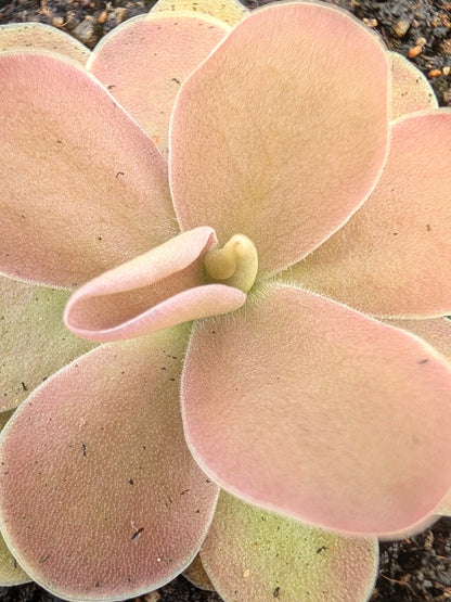 Pinguicula gigantea x ehlersiae