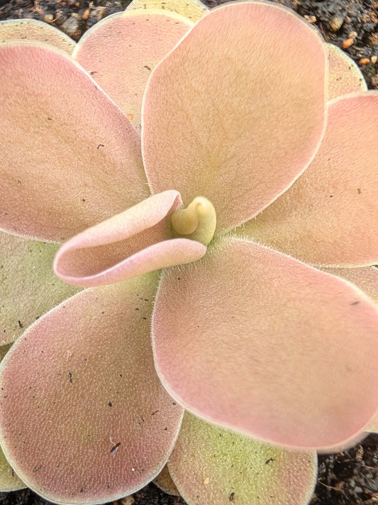 Pinguicula gigantea x ehlersiae