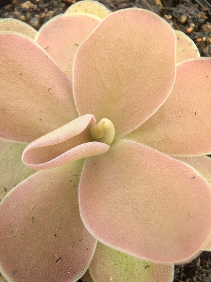 Pinguicula gigantea x ehlersiae