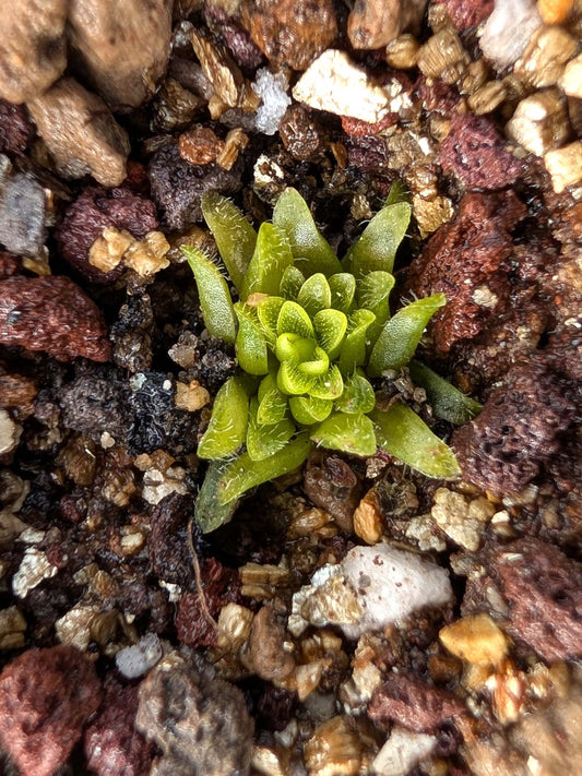 Pinguicula moranensis x zamudioana