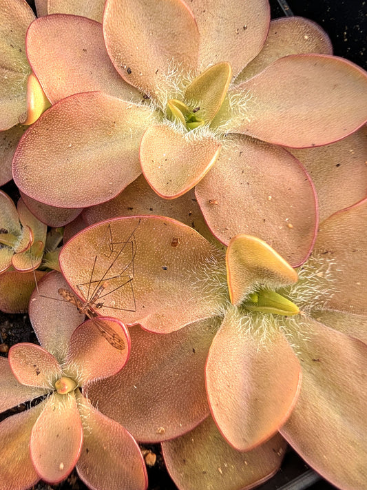 Pinguicula CV 'BCP Crystal'
