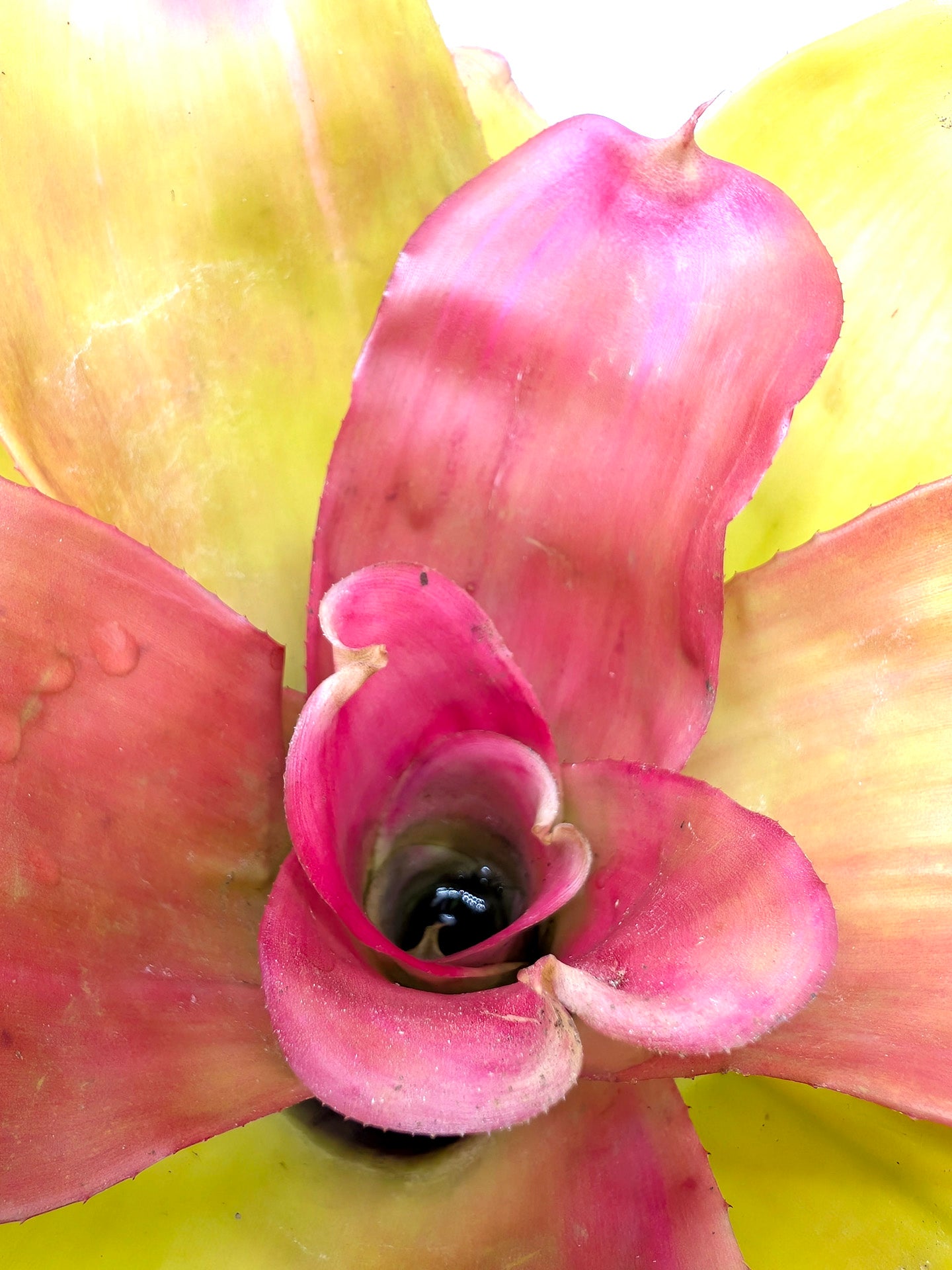 Neoregelia Pink Debbie