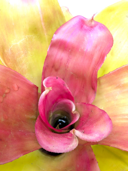 Neoregelia Pink Debbie