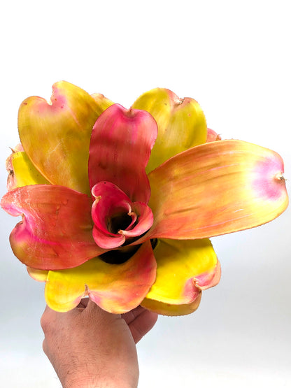 Neoregelia Pink Debbie