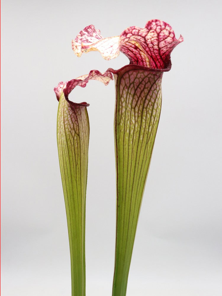 Sarracenia 'Pink Eye'