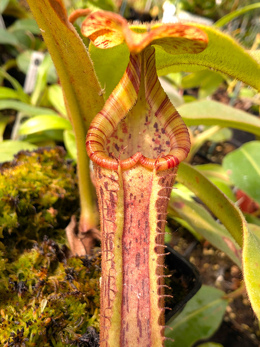Nepenthes platychila x (veitchii x lowii)